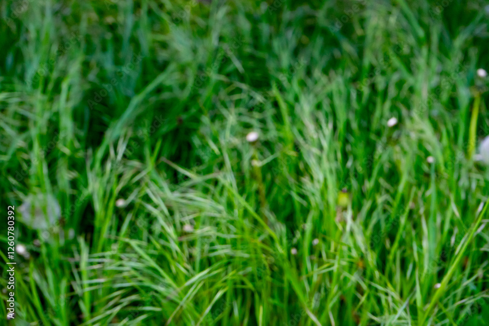 Lush green grass swaying in a gentle breeze during a sunny day Lush green grass swaying in a gentle breeze during a sunny day