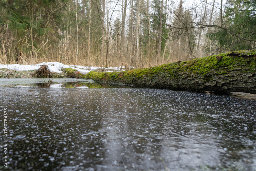 moss covered fallen tree lies across winter forest stream.