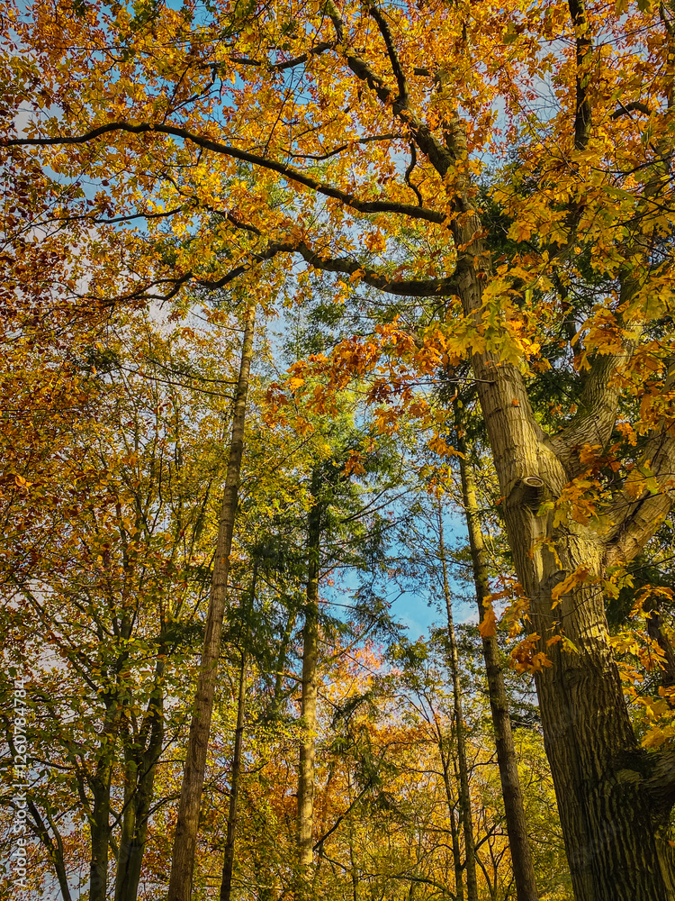 Autumn forest with yellowed leaves and blue sky in the background.
