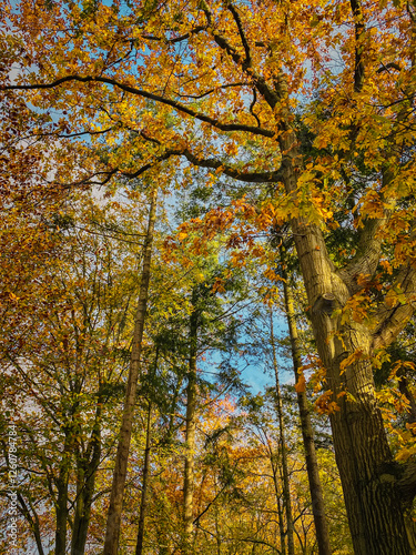 Obraz na płótnie Autumn forest with yellowed leaves and blue sky in the background. w salonie