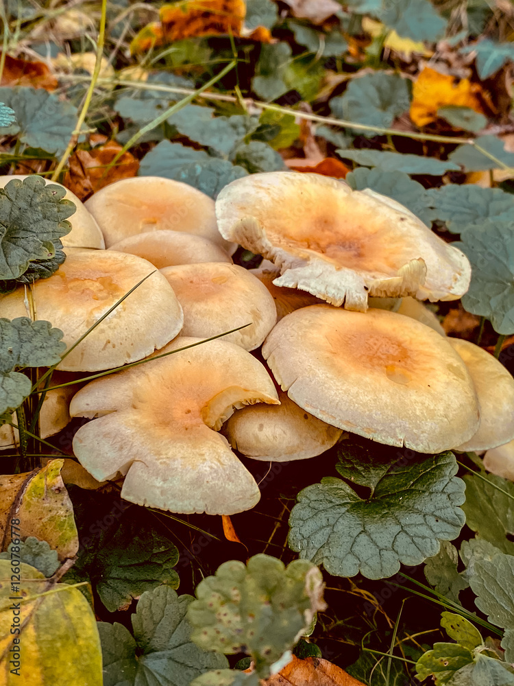 mushrooms on the ground in the autumn forest, close up