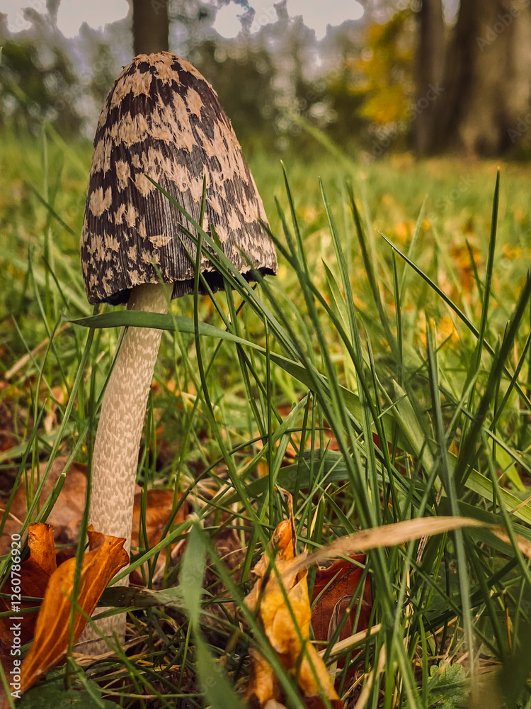 Parasol mushroom growing in the grass Shallow depth of field