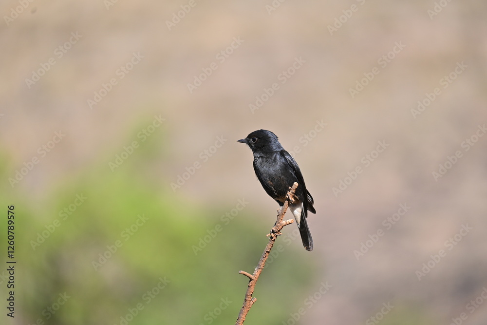 Fototapeta premium blackbird on a branch