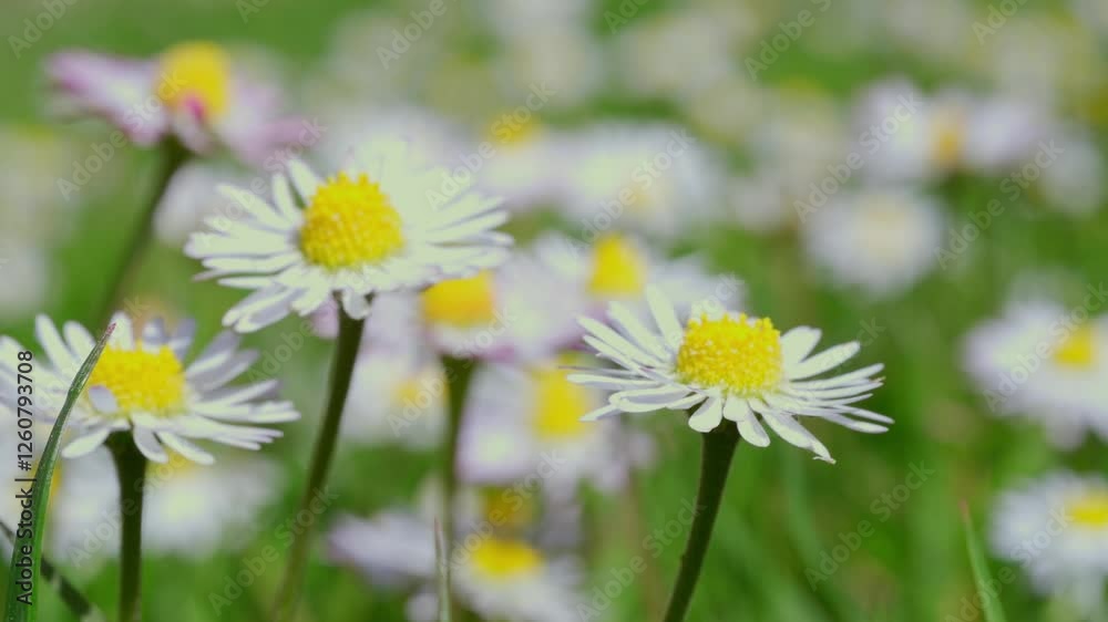 green summer field daisies, Chamomilla, Matricaria Recutita sway in green summer meadow, sense peace and nature's beauty, flowers in pasture, natural background green summer field daisies, Chamomilla, Matricaria Recutita sway in green summer meadow, sense peace and nature's beauty, flowers in pasture, natural background