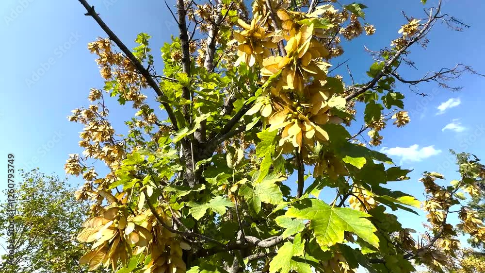 Fruits of a sycamore maple (Acer pseudoplatanus). Acer pseudoplatanus seeds and leaves on a branch isolated on a natural background. Bright golden orange colors in autumn. Selective focus. Close-up.
