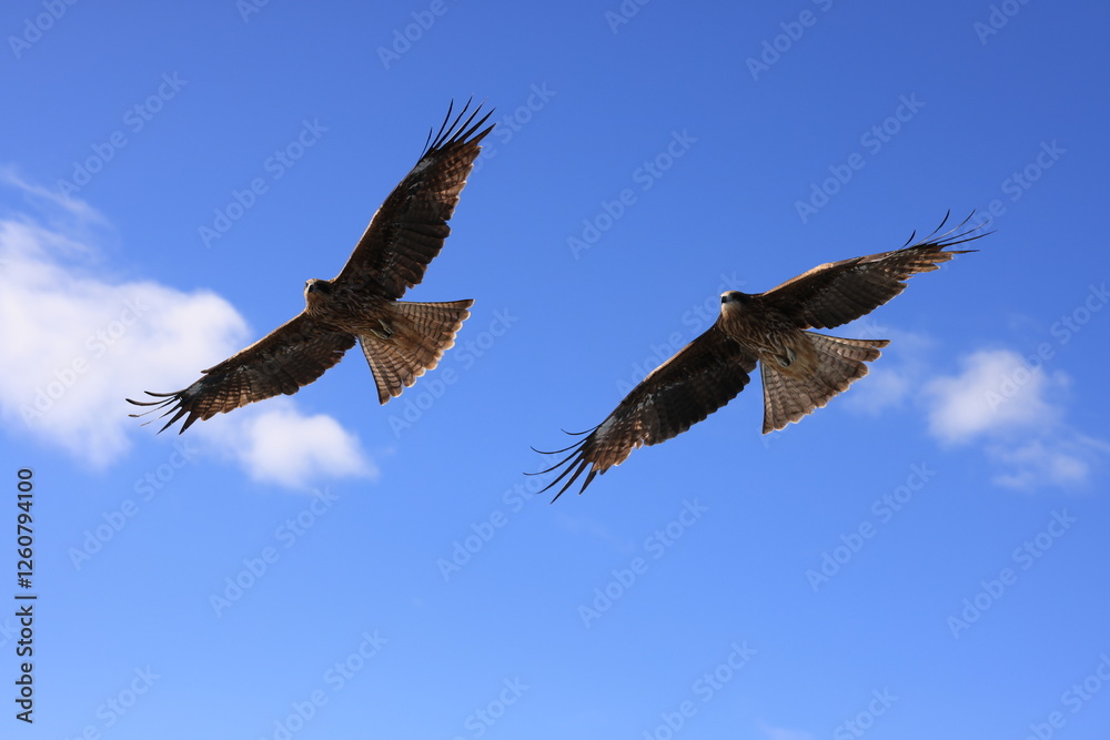 Obraz premium the flying hawk 