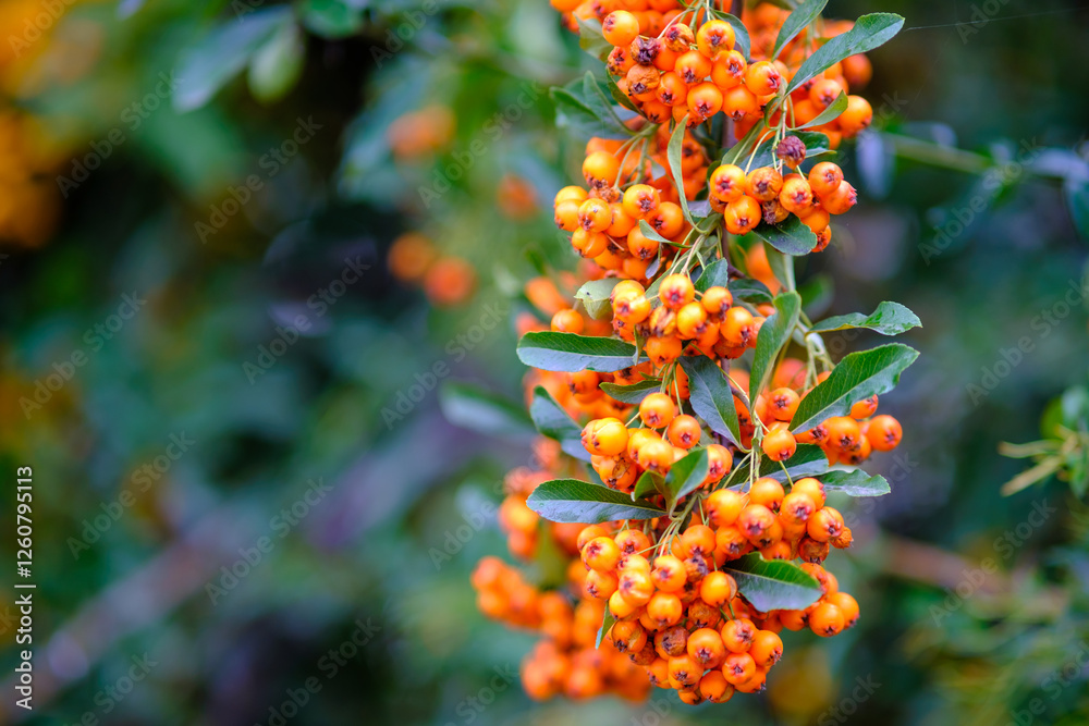 A collection of bright orange berries is hanging from a tree branch A collection of bright orange berries is hanging from a tree branch