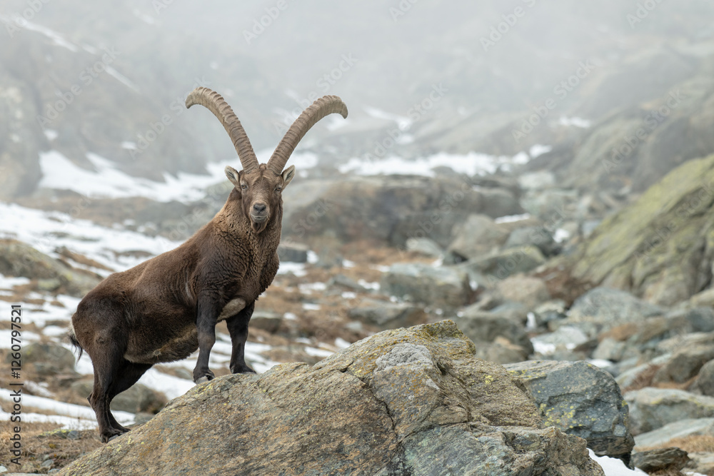 Incredibly massive male Alpine ibex, Capra ibex, standing on a stone at the entrance of a rocky gully on a misty winter day in the Italian Alps.
