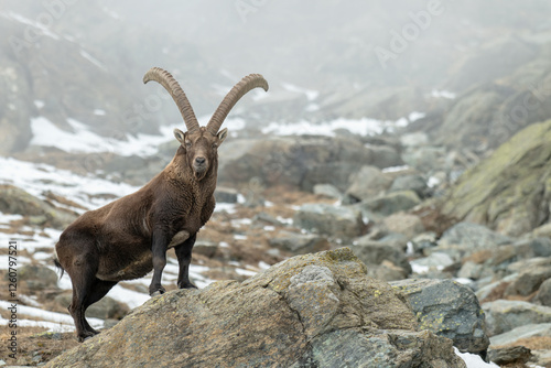 Obraz na płótnie Incredibly massive male Alpine ibex, Capra ibex, standing on a stone at the entrance of a rocky gully on a misty winter day in the Italian Alps. w salonie