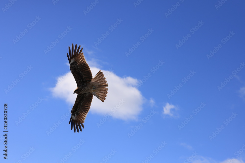 Fototapeta premium red tailed hawk