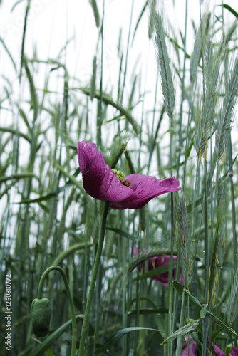 purple poppy flower on a wheat field in rainy weather, wildflower with raindrops