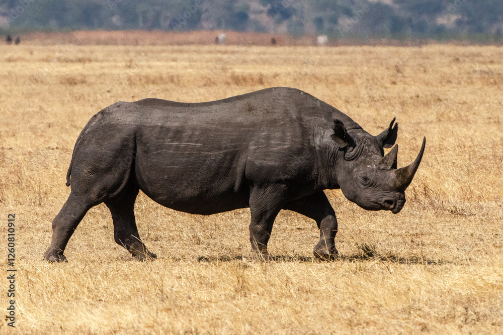 Obraz premium rhinocéros dans la réserve du Sérengeti en Tanzanie