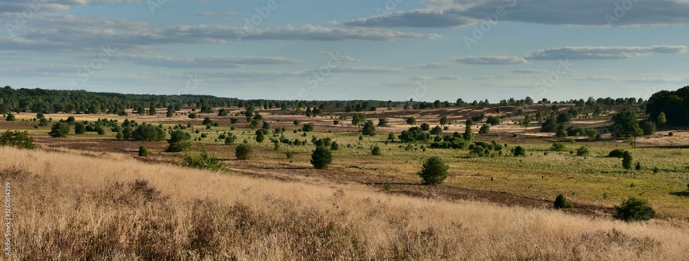 Fototapeta premium Lüneburger Heide-5
