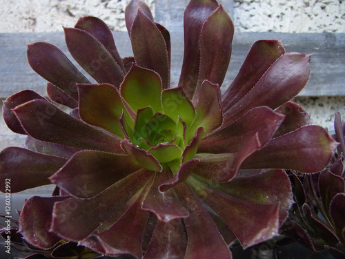 Piante