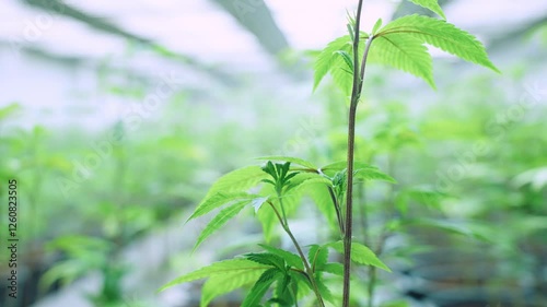 Shot of green marijuana plant inside the big plantation room under briggt light, cannabis farm industry, thc cbd extract, alternative medicinal herbs, hemps strains, growing technique, cannabis leaf