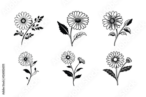 Daisy (Bellis perennis) line art vector illustration