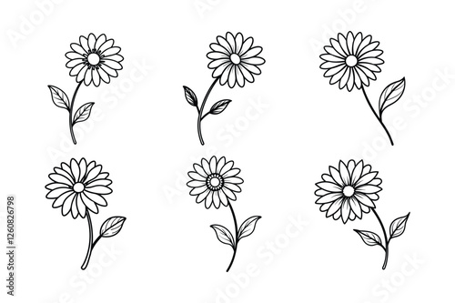 Daisy (Bellis perennis) line art vector illustration