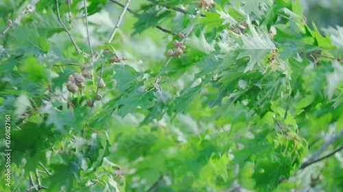 Young oak leaves in spring breeze, Quercus palustris in spring park. Fresh green foliage, natural texture. Ideal for spring designs, backgrounds, and nature themes photo