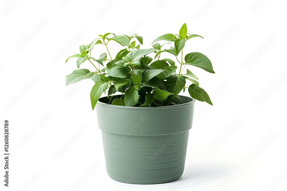 Fototapeta premium Houseplant in a pot isolated on white background with clipping path.