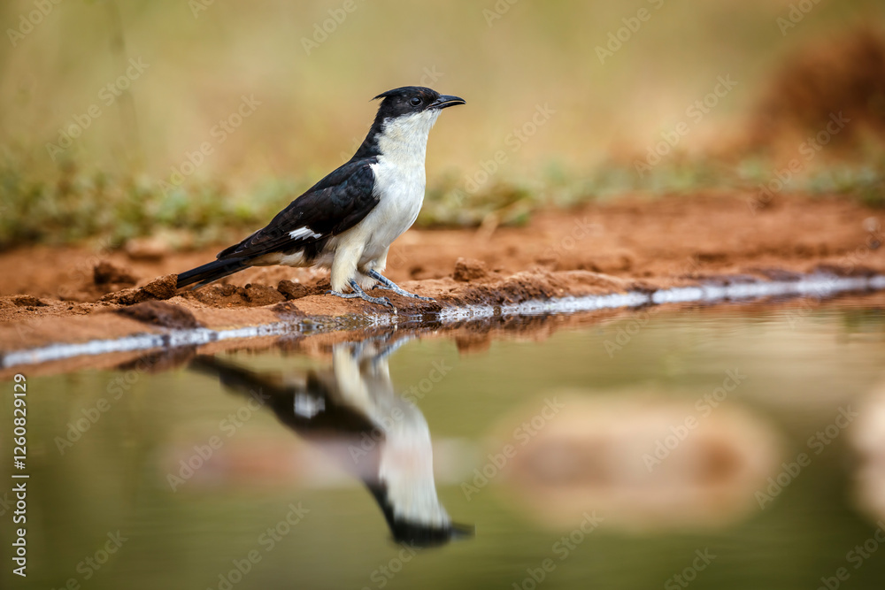 Obraz premium Pied Cuckoo standing along waterhole with reflection in Greater Kruger National park, South Africa ; Specie Clamator jacobinus family of Cuculidae