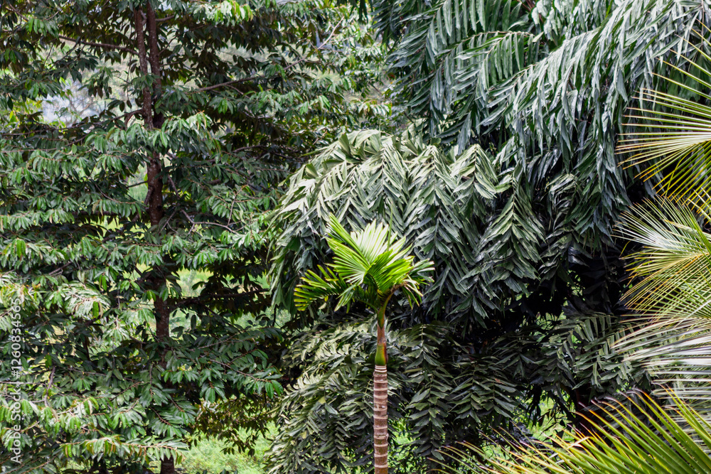 Kandy, Central Province, Sri Lanka