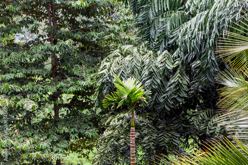 Kandy, Central Province, Sri Lanka