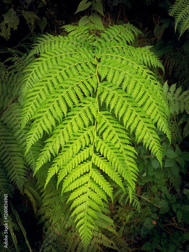 Lophosoria quadripinnata, a species of fern with Diamondleaf fern as a common name. photo