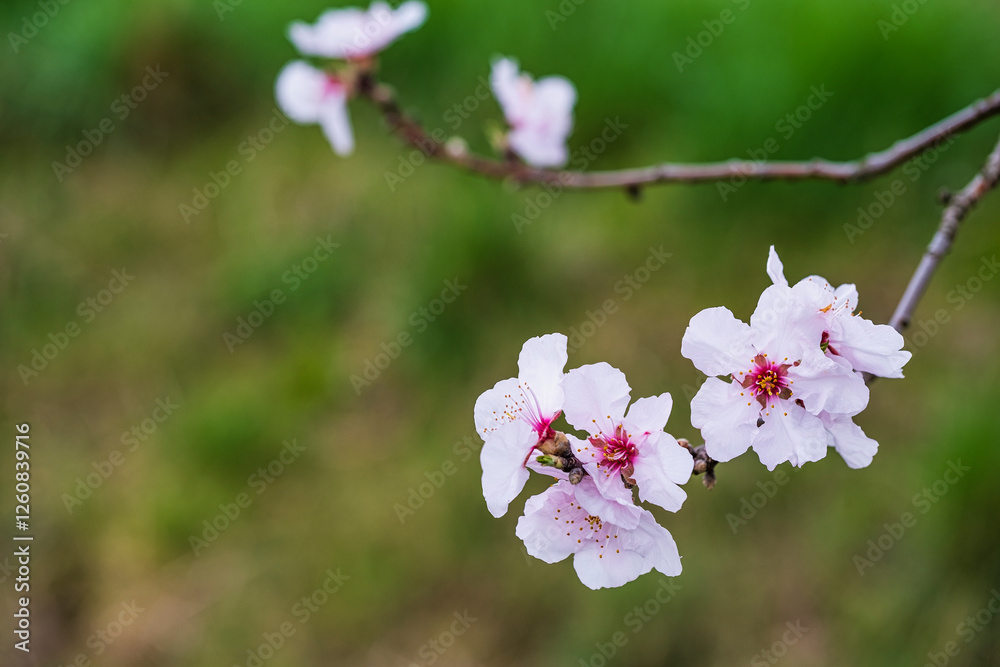 Close-up of pink almond blossoms in the Palatinate Close-up of pink almond blossoms in the Palatinate