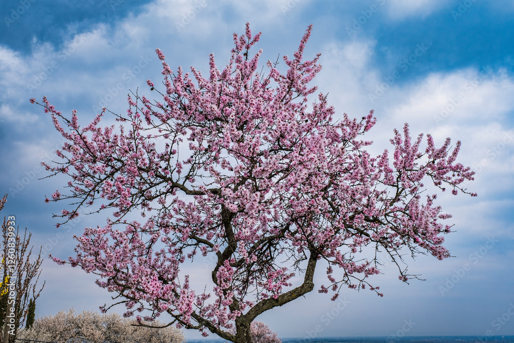 Blooming almond trees in the Palatinate against a white-blue sky Blooming almond trees in the Palatinate against a white-blue sky