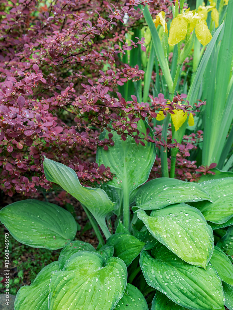 Plant with green leaves and red flowers is next to a plant with yellow flowers