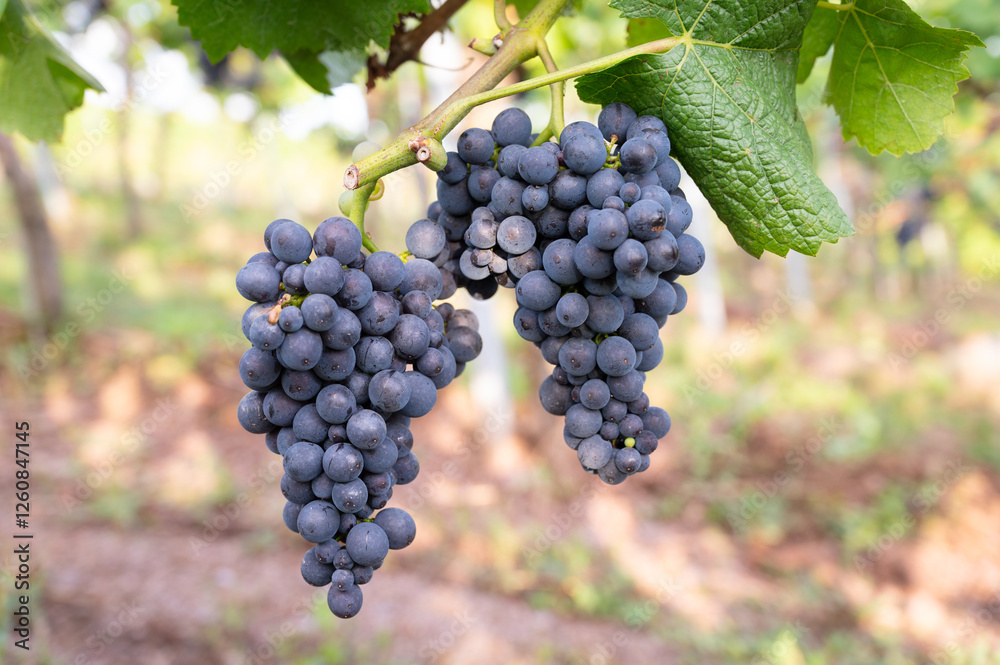 Blue grapes, Pinot Noir wine growing on vine, vineyard in Trier, Moselle Valley, Germany, landscape and agriculture, rhineland palatine Blue grapes, Pinot Noir wine growing on vine, vineyard in Trier, Moselle Valley, Germany, landscape and agriculture, rhineland palatine
