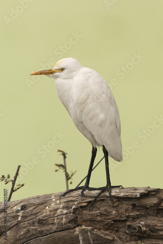 Cattle Egret perched on a tree at Keoladeo Ghana National Park, Bharatpur, India photo