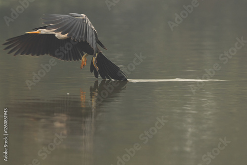 Darter landing in a lake at Keoladeo Ghana National Park, Bharatpur, India photo