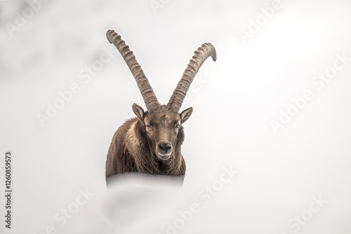 Detailed portrait of a male Alpine ibex emerging from a wall of fog against a completely white snowy backdrop. Capra ibex. Italian Alps.
