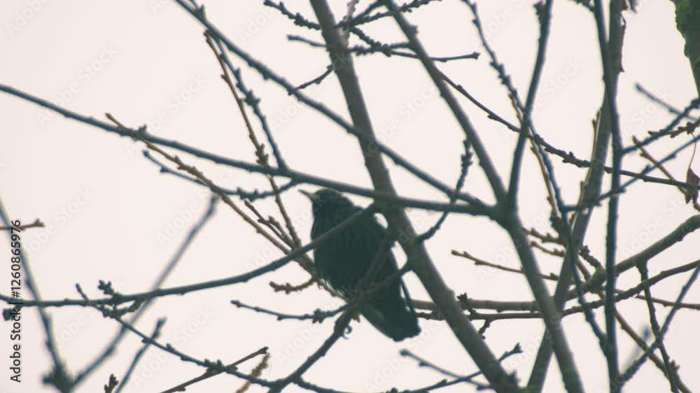 Wet Blackbird in winter tree branches 