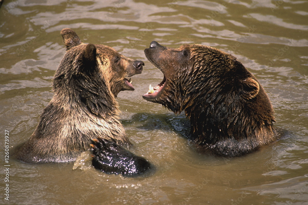 ours brun - ursus arctos - Europe ours brun - ursus arctos - Europe