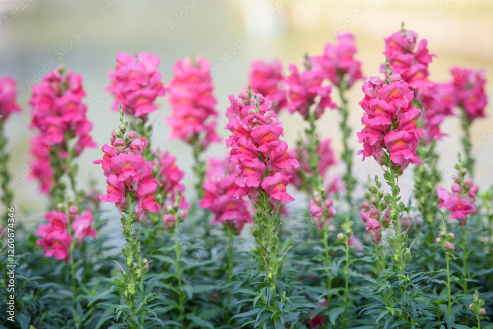 the pink snapdragon or bunny rabbit in the garden the pink snapdragon or bunny rabbit in the garden