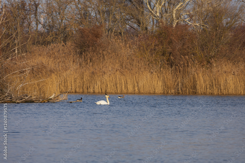 A white swan swims on the surface of a pond. There is a reed in the background. A white swan swims on the surface of a pond. There is a reed in the background.