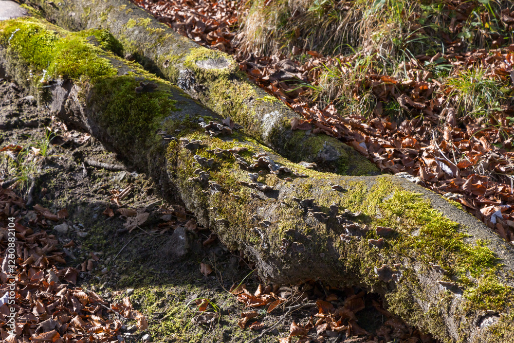 The trunk of a fallen tree is covered with green moss The trunk of a fallen tree is covered with green moss