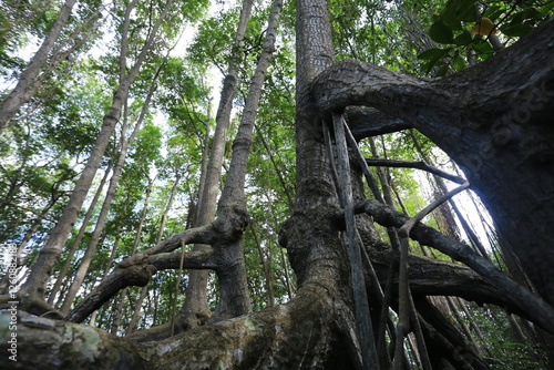 The beauty of the 100-year-old mangrove forest within the area of Pranburi Forest Park Prachuap Khiri Khan Province, Thailand  photo