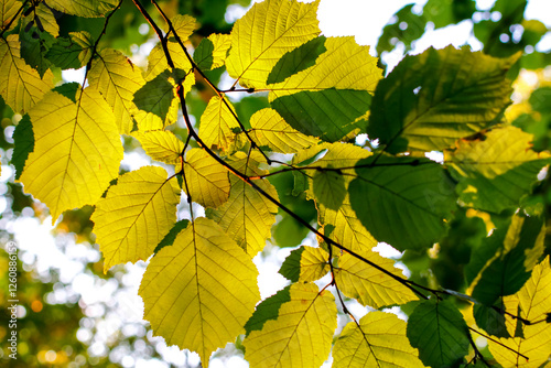 Green leaves of hazel in the sun photo