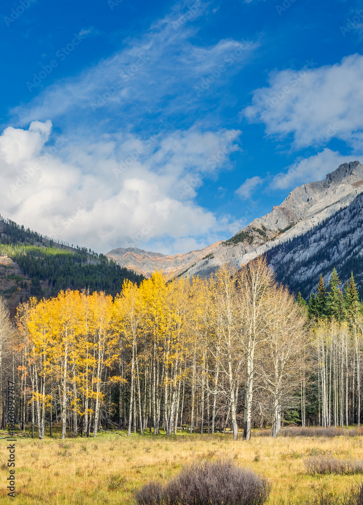 Autumn view of Bow Valley Parkway in Banff National Park, Canada. Vibrant golden trees, rugged mountains, and blue skies create a stunning natural landscape in this panoramic scene. Autumn view of Bow Valley Parkway in Banff National Park, Canada. Vibrant golden trees, rugged mountains, and blue skies create a stunning natural landscape in this panoramic scene.