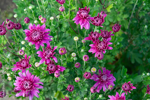 Beautiful pink chrysanthemums on a background of green leaves