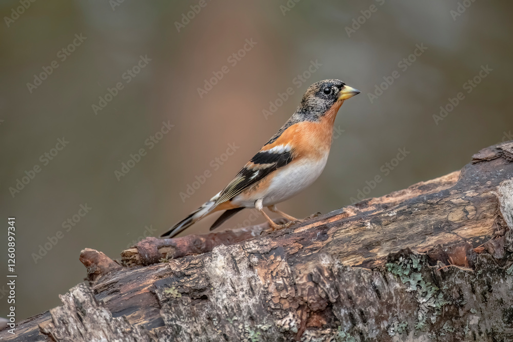 Brambling male perched on a branch in a wood in the winter close up in Scotland, uk Brambling male perched on a branch in a wood in the winter close up in Scotland, uk
