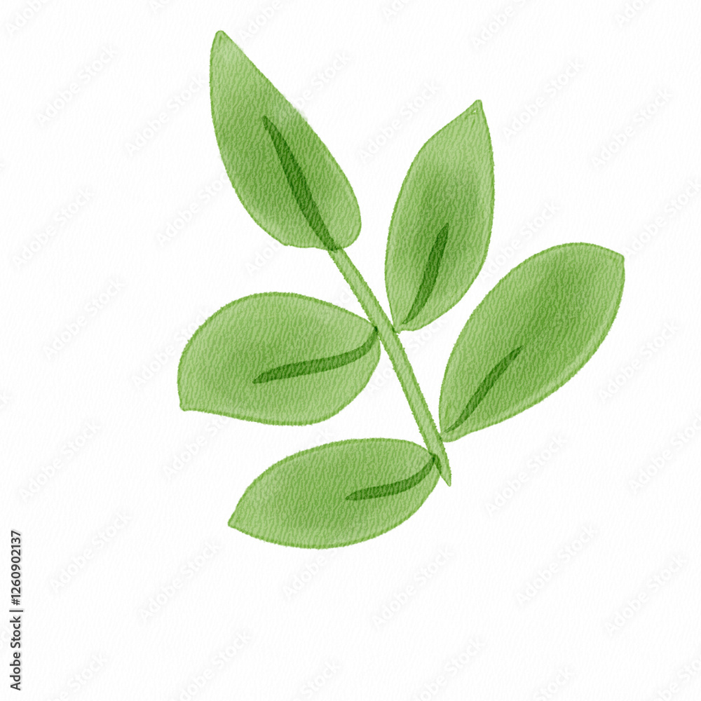 An Illustration of leaf with watercolor style An Illustration of leaf with watercolor style
