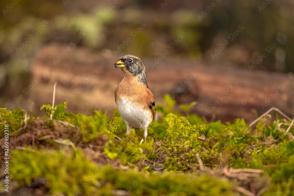 Brambling male, in a forest in Scotland, close up in winter Brambling male, in a forest in Scotland, close up in winter