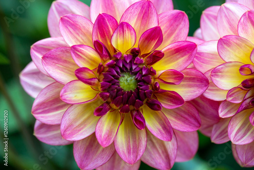 Bright pink dahlia flower on a flower bed in summer. Gardening, perennial flowers, landscaping.