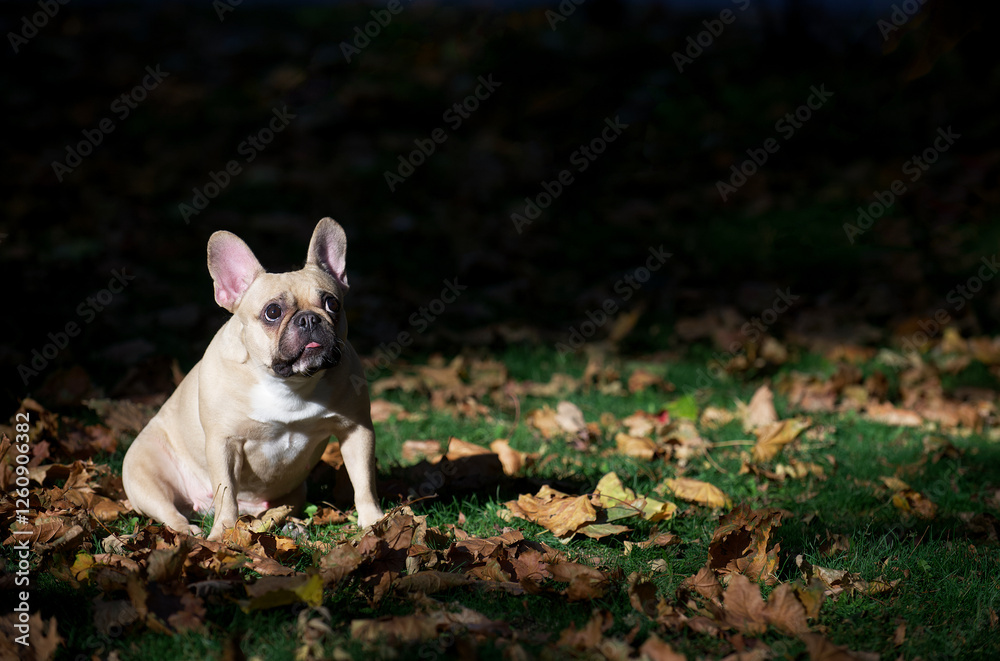 An adorable bulldog sits among fallen autumn leaves and looks up intently at the falling leaves. An adorable bulldog sits among fallen autumn leaves and looks up intently at the falling leaves.