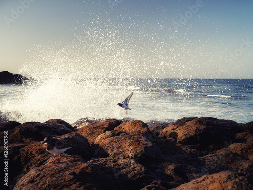Small bird in flight and in the background a wave breaking on the rocks