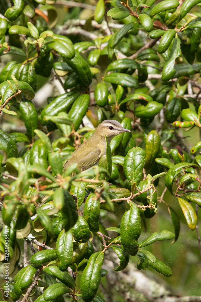 Red-eyed Vireo in a live Oak Tree Red-eyed Vireo in a live Oak Tree
